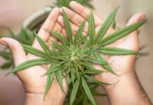 De bekende groene plant, wat kun je er mee?