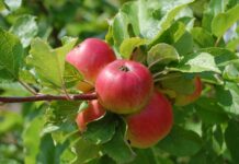Fruittuin voor beginners